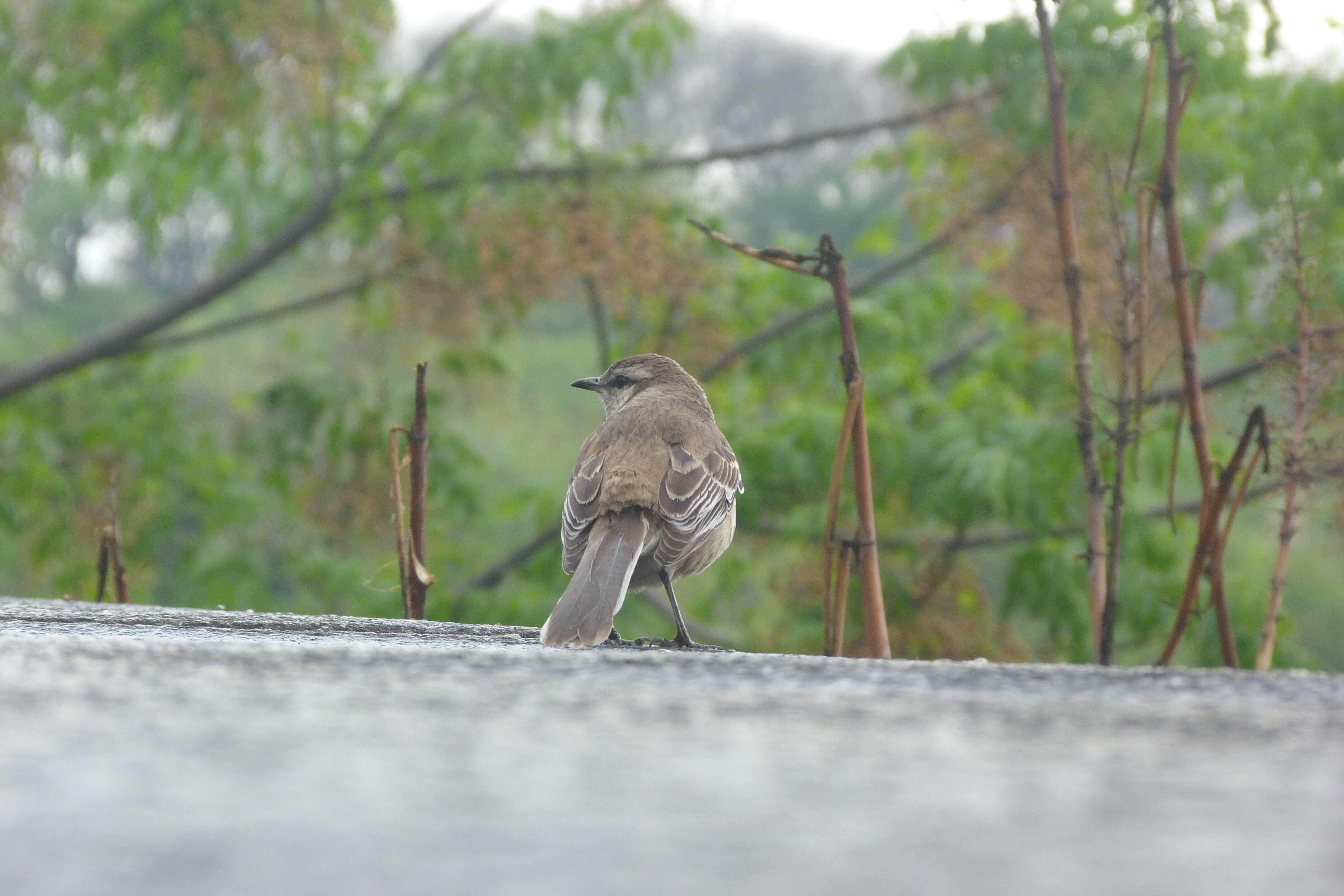 Image of Chalk-browed Mockingbird