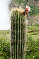 Imagem de Echinopsis tarijensis subsp. bertramiana (Backeb.) M. Lowry