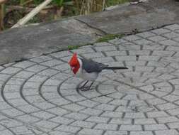 Image of Red-crested Cardinal