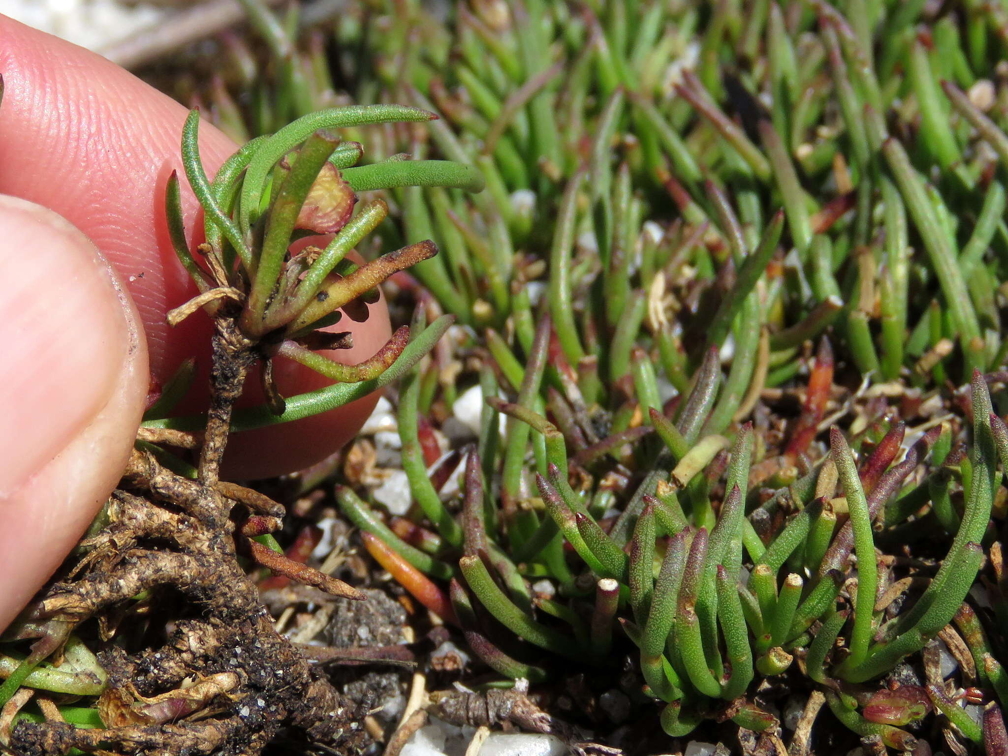 Image of Centella caespitosa Adamson