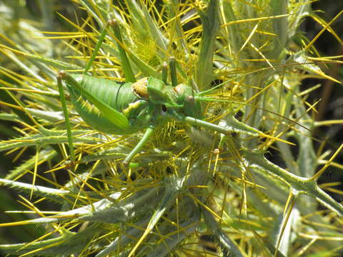 Image of Steropleurus