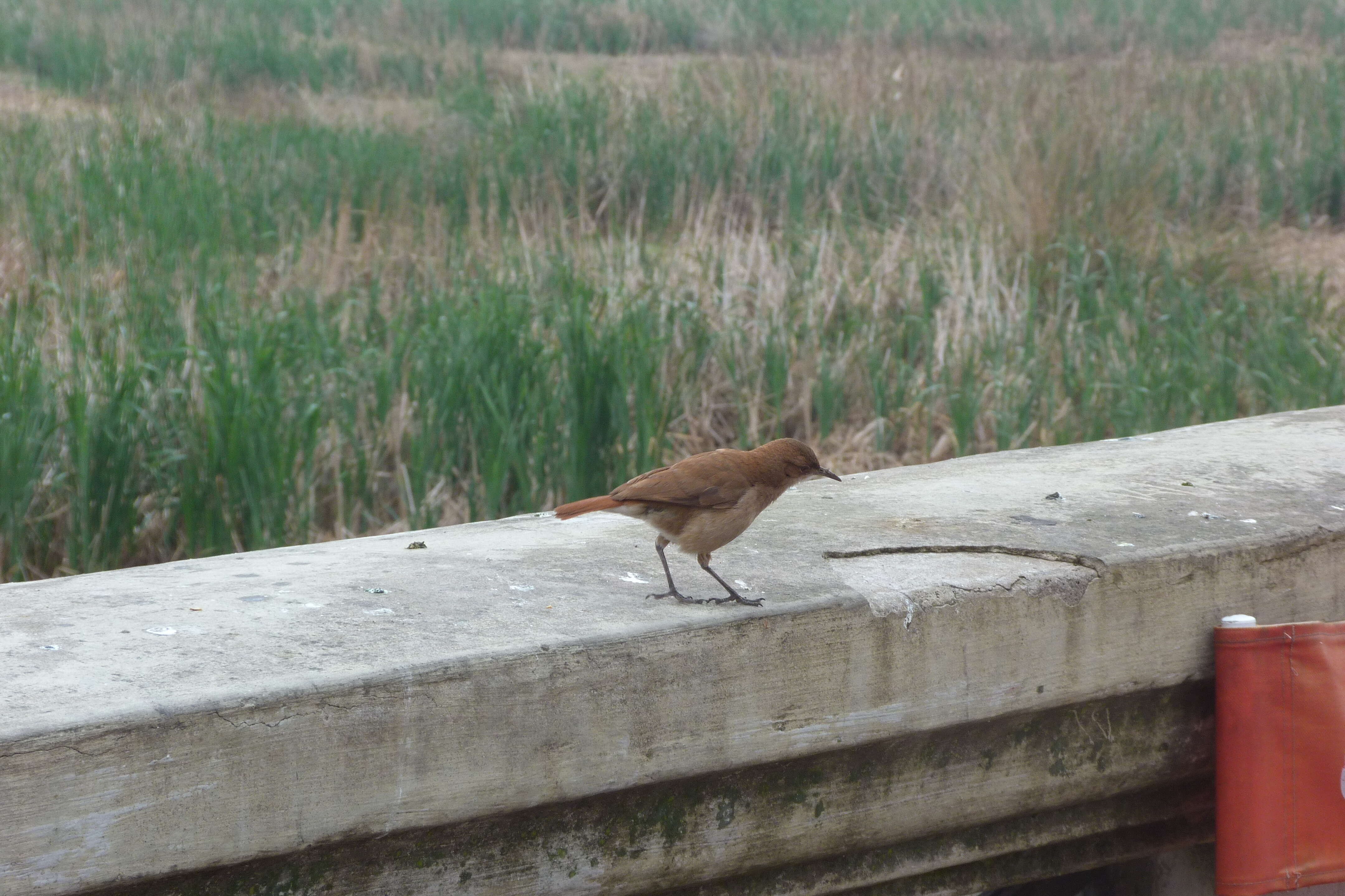 Image of Rufous Hornero