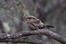 Image of Madagascan Nightjar