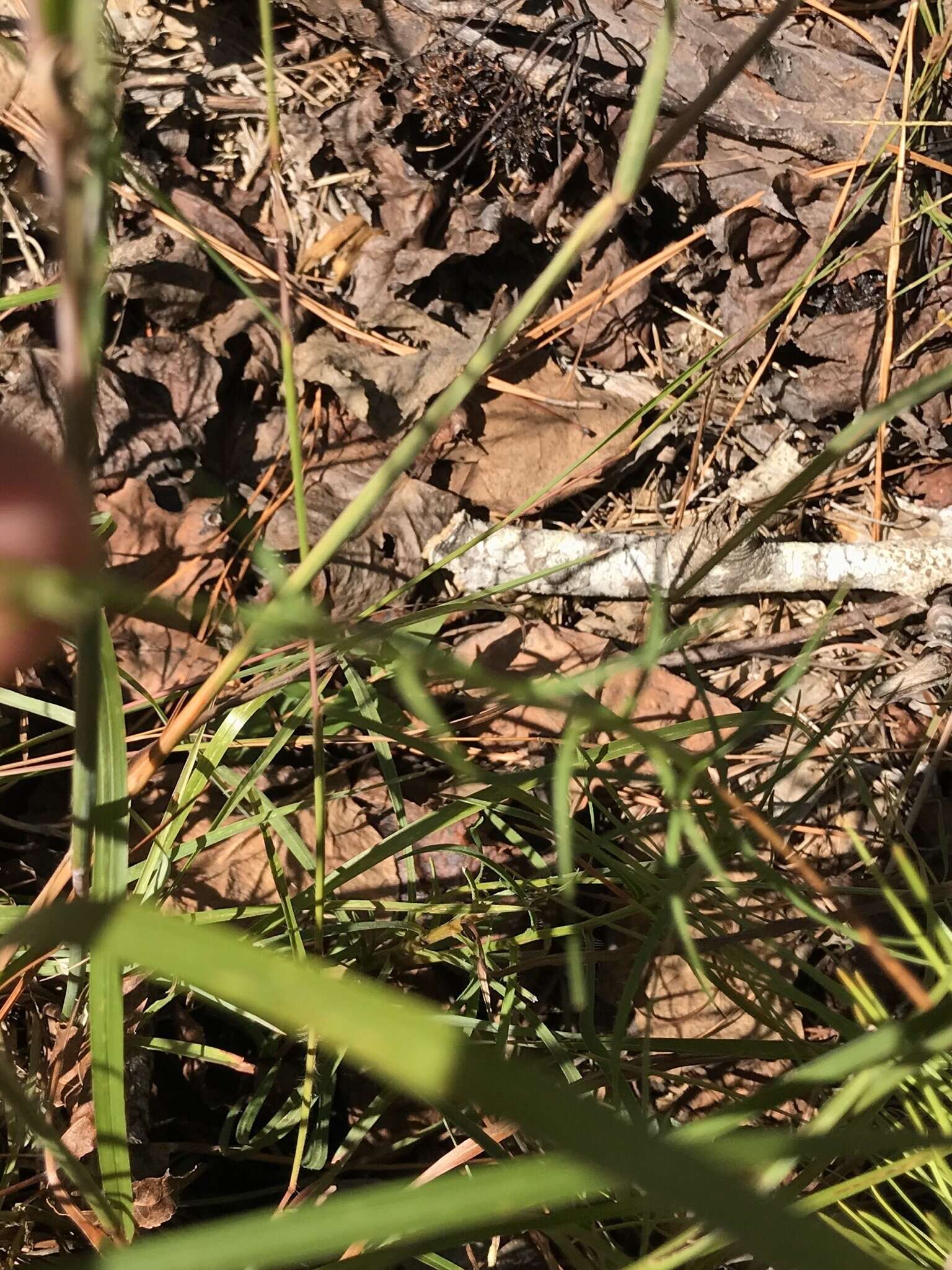 Image of grassleaf gayfeather