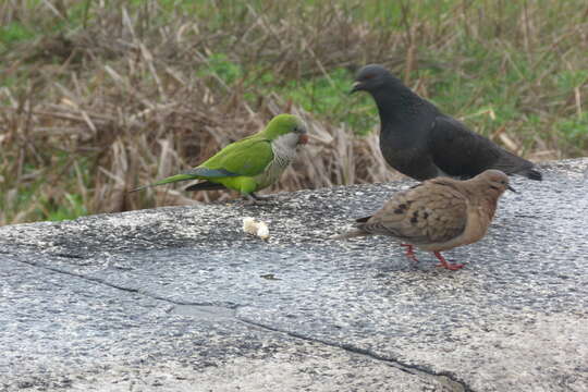 Image of Eared Dove