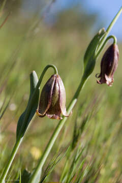 Image of stinkbells