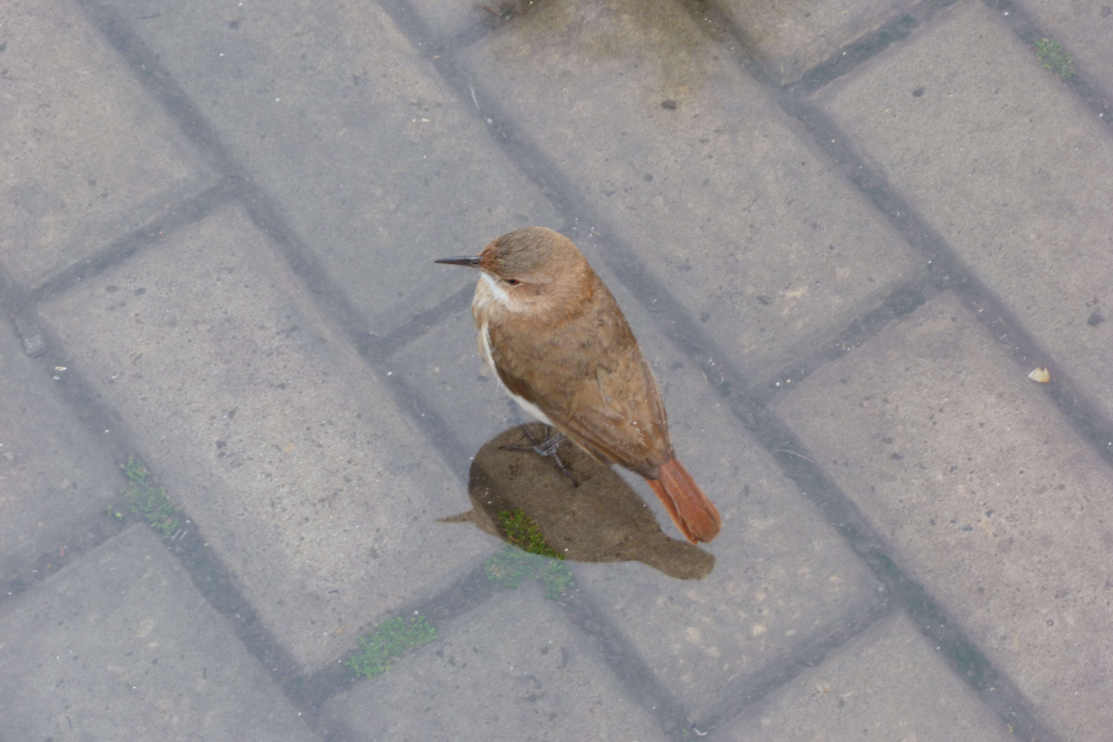 Image of Rufous Hornero