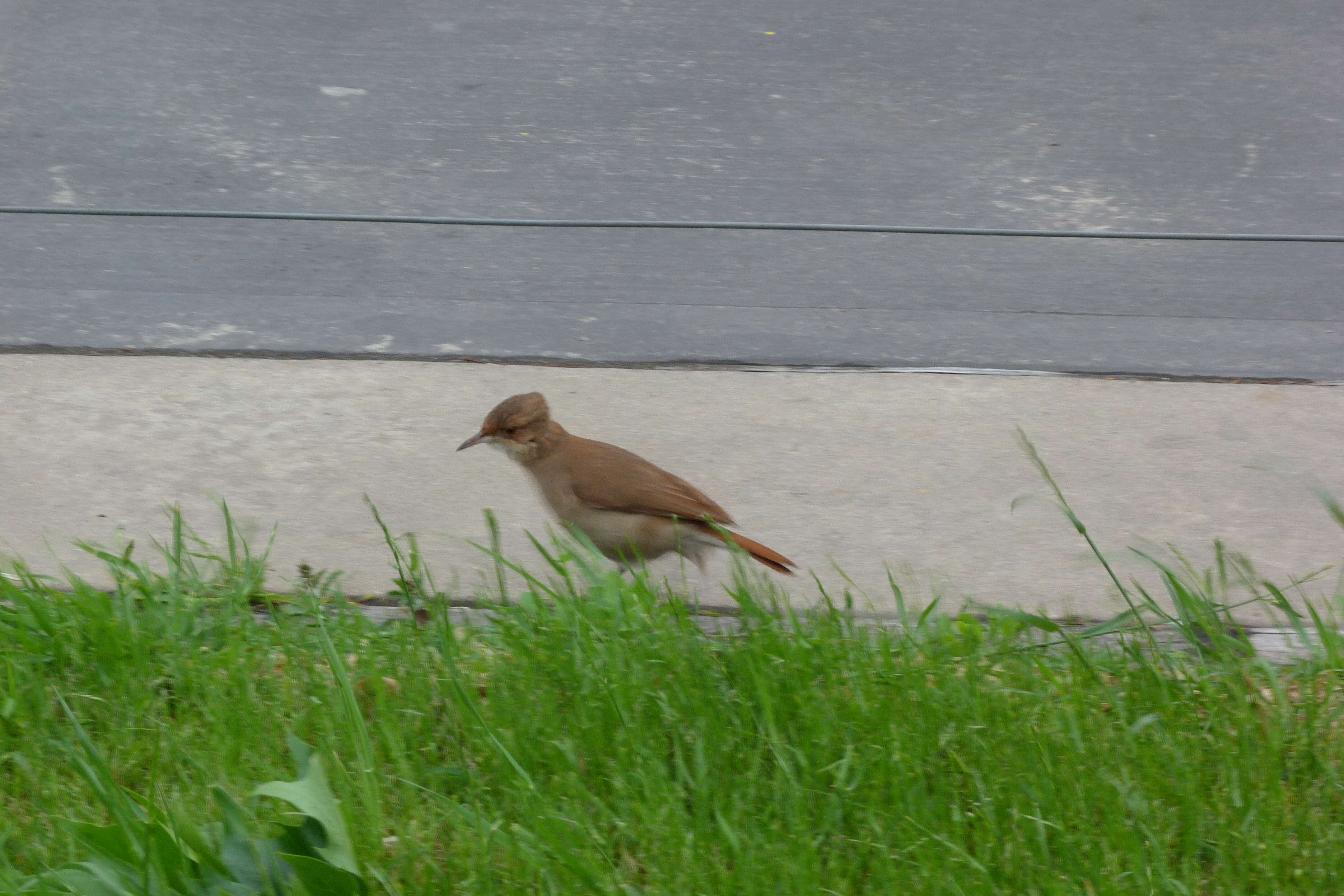 Image of Rufous Hornero