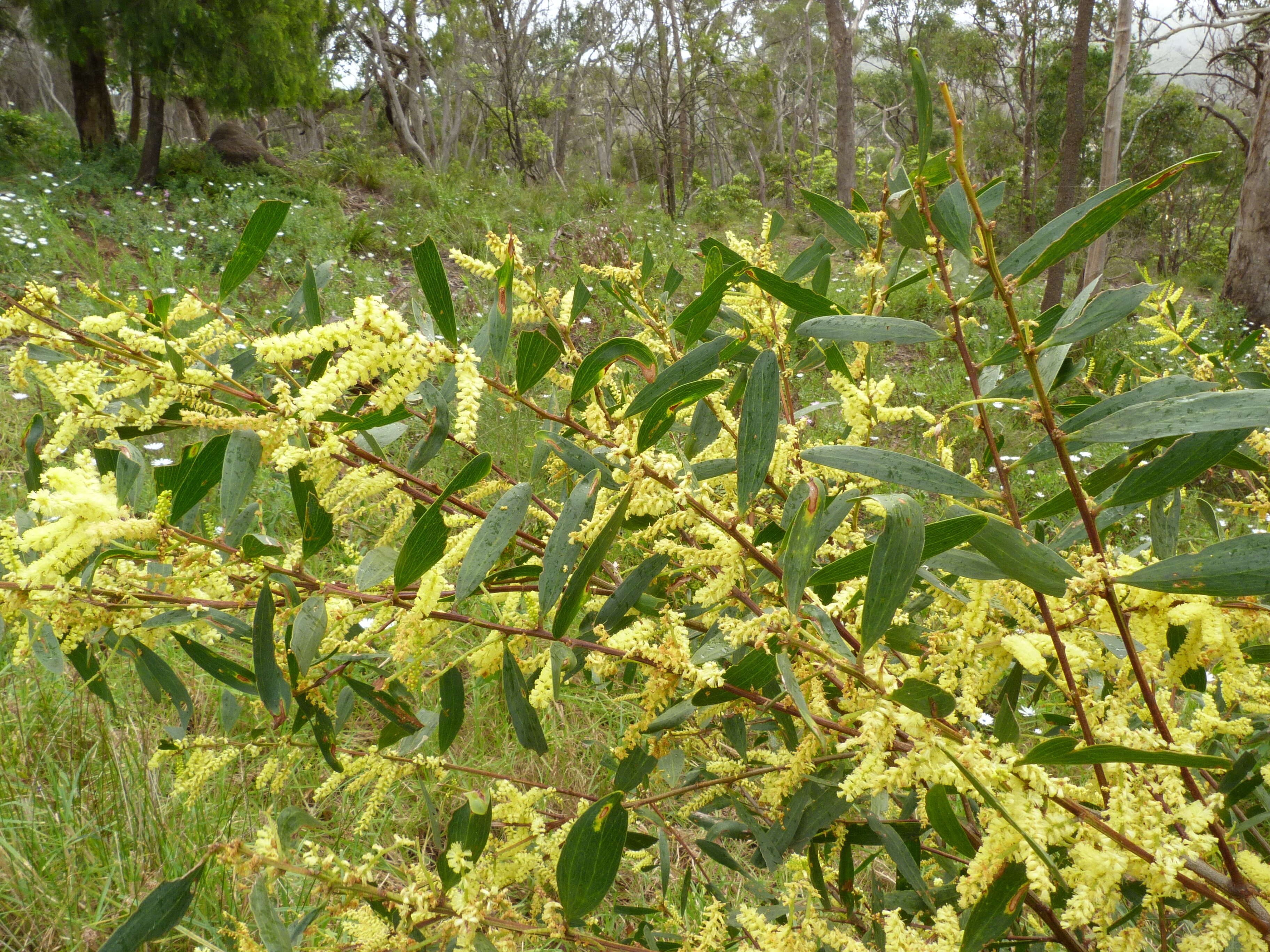 Imagem de Acacia longifolia (Andrews) Willd.
