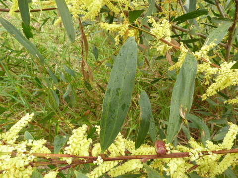 Imagem de Acacia longifolia (Andrews) Willd.