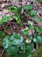 Image of Asarum rosei Sinn