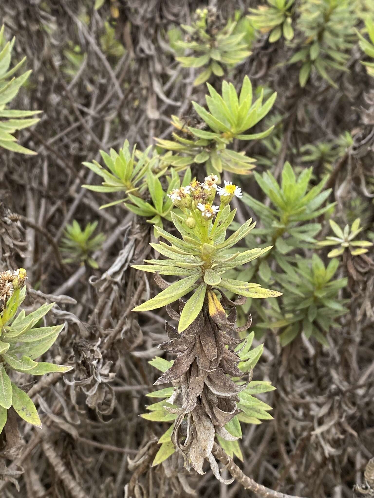 Image of Erigeron lancifolius Hook. fil.