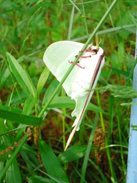 Image of Actias aliena (Butler 1879)