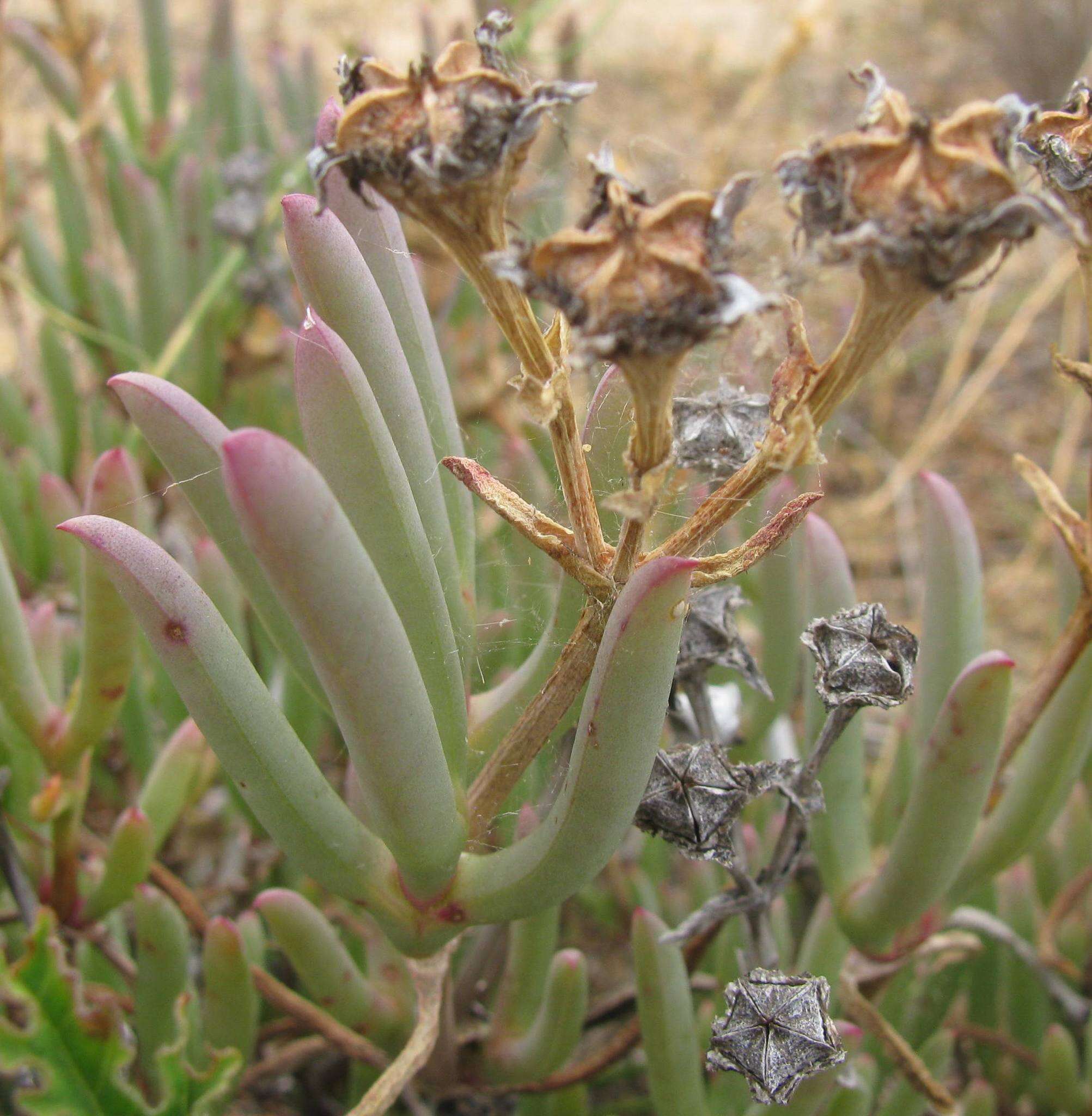 صورة Ruschia caroli (L. Bol.) Schwant.