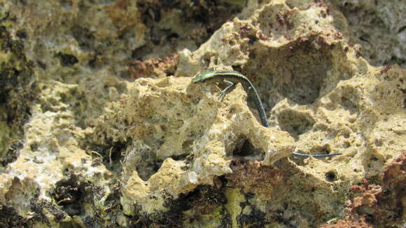 Image of East-African Snake-eyed Skink