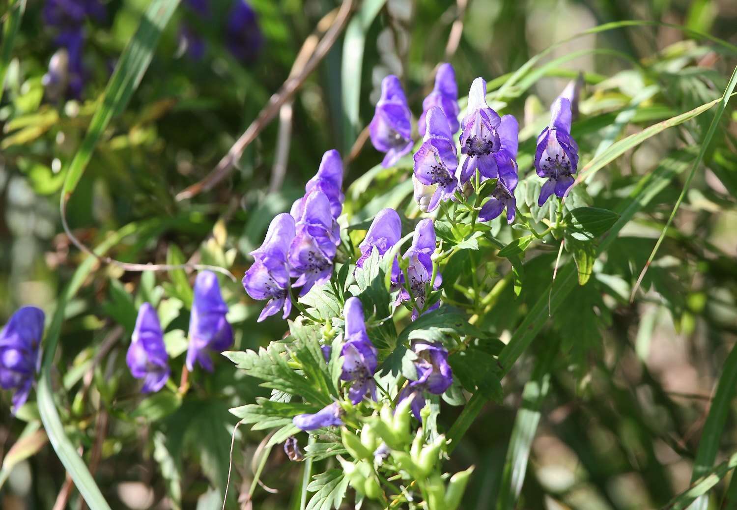 Image of Aconitum japonicum subsp. japonicum