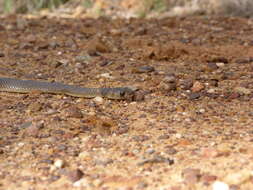 Image of Eastern brown snake