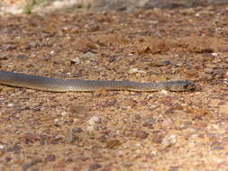 Image of Eastern brown snake