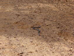 Image of Eastern brown snake