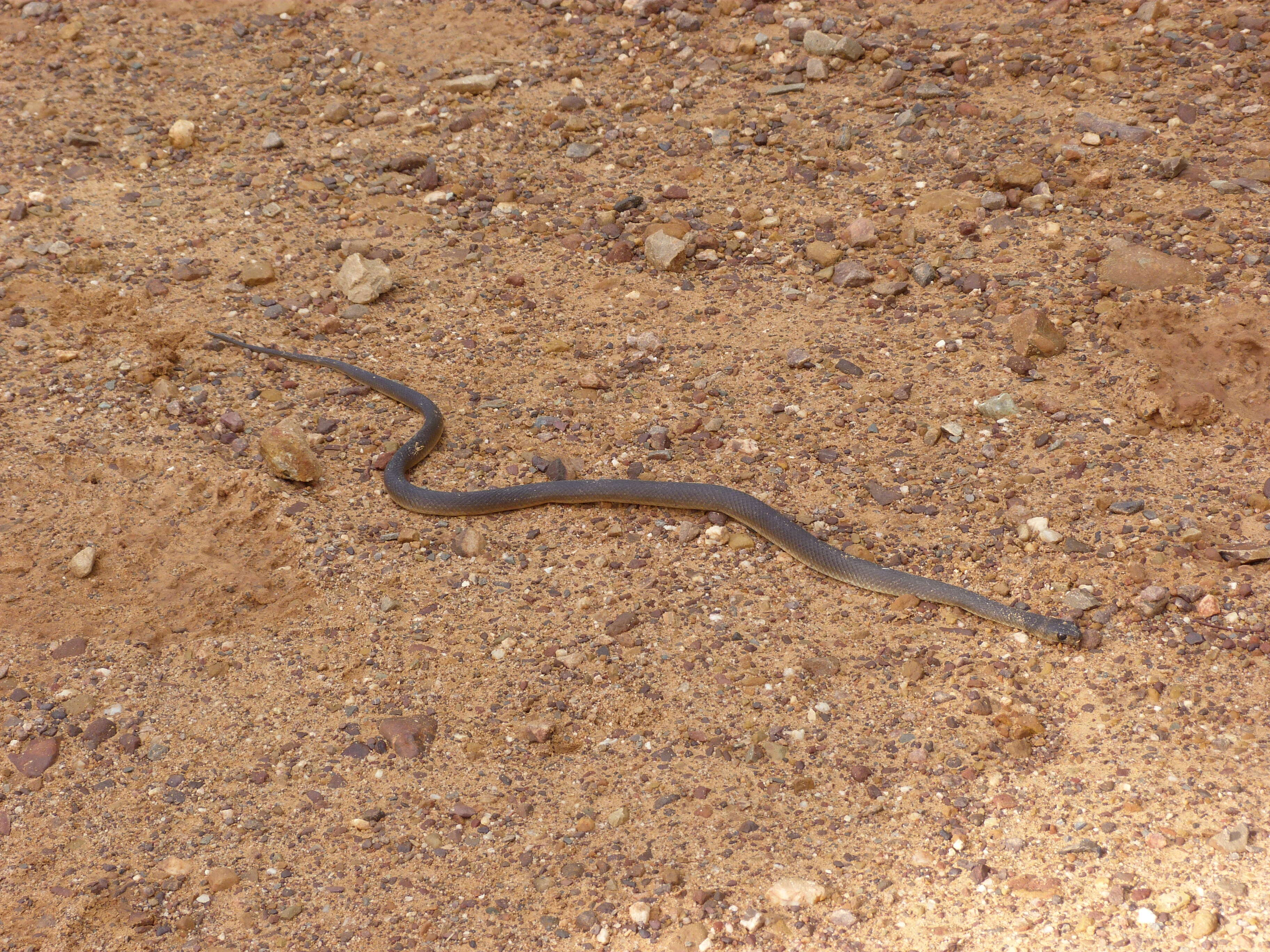 Image of Eastern brown snake