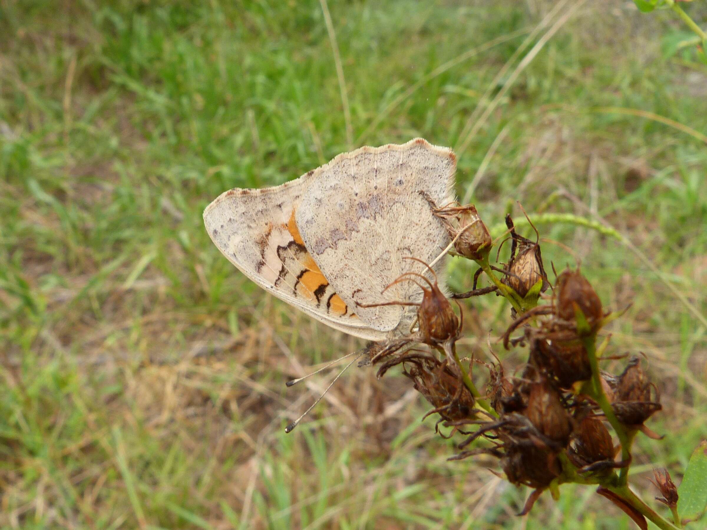 Image of Meadow Argus