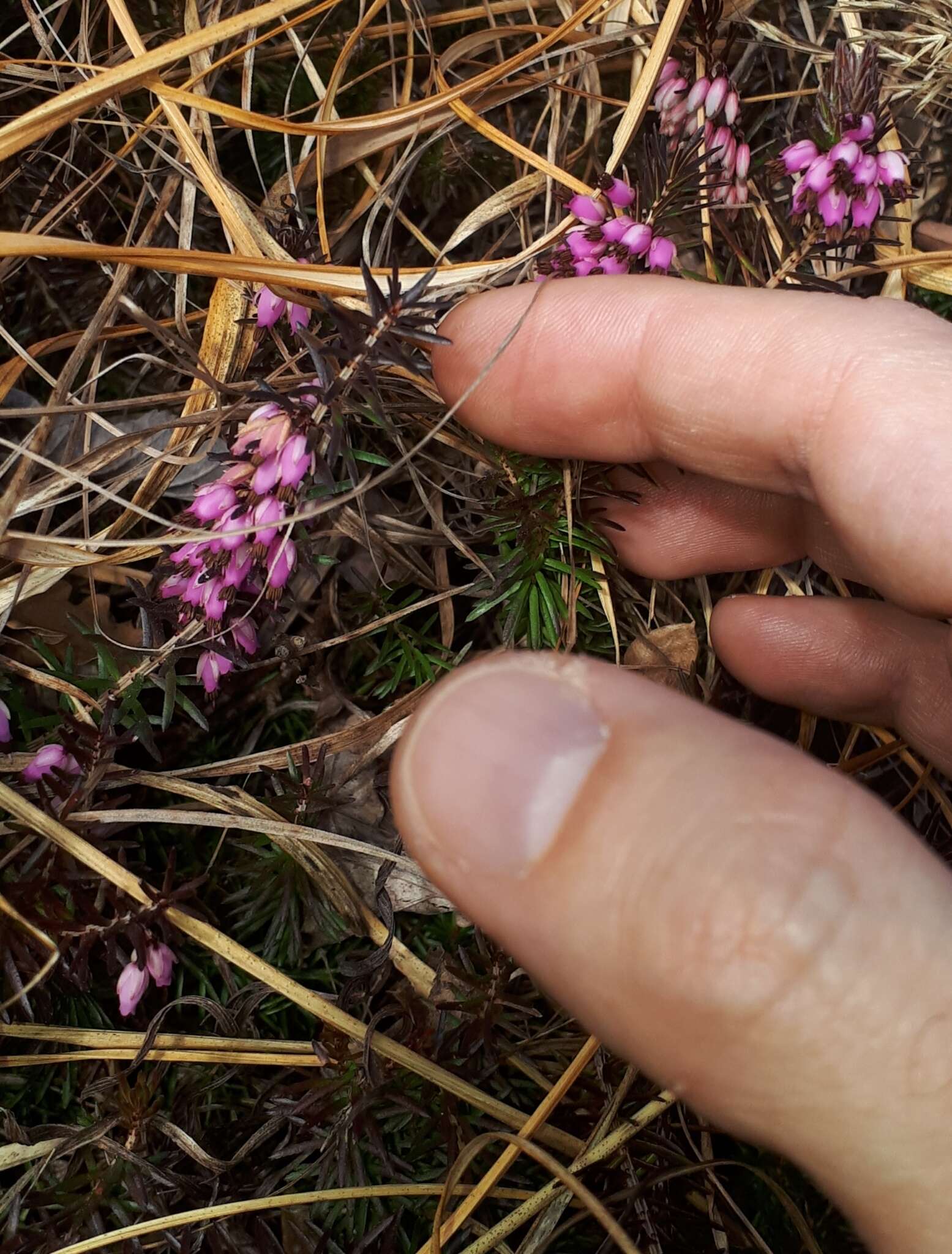 Imagem de Erica carnea L.