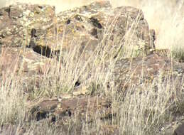 Image of Washington ground squirrel