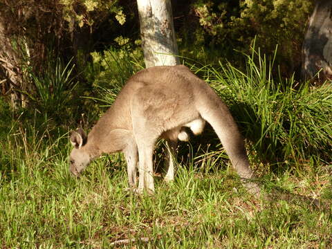 Image of kangaroo