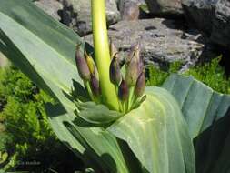 Image of Gentiana lutea subsp. aurantiaca M. Laínz