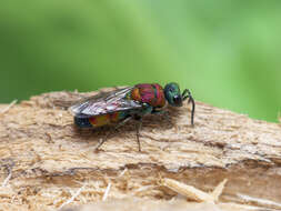 Imagem de Chrysis viridula L.