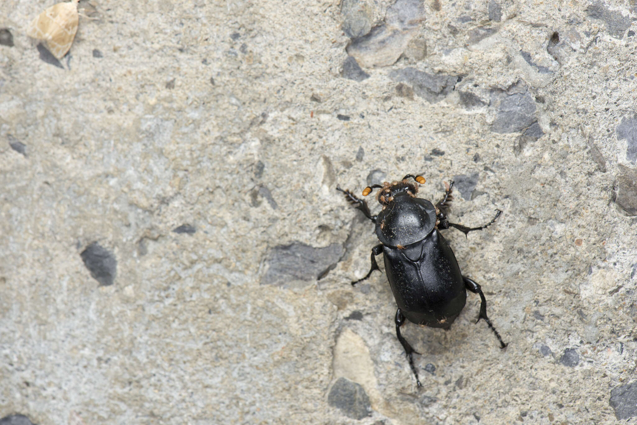 Image of Nicrophorus (Nicrophorus) concolor (Kraatz 1877)