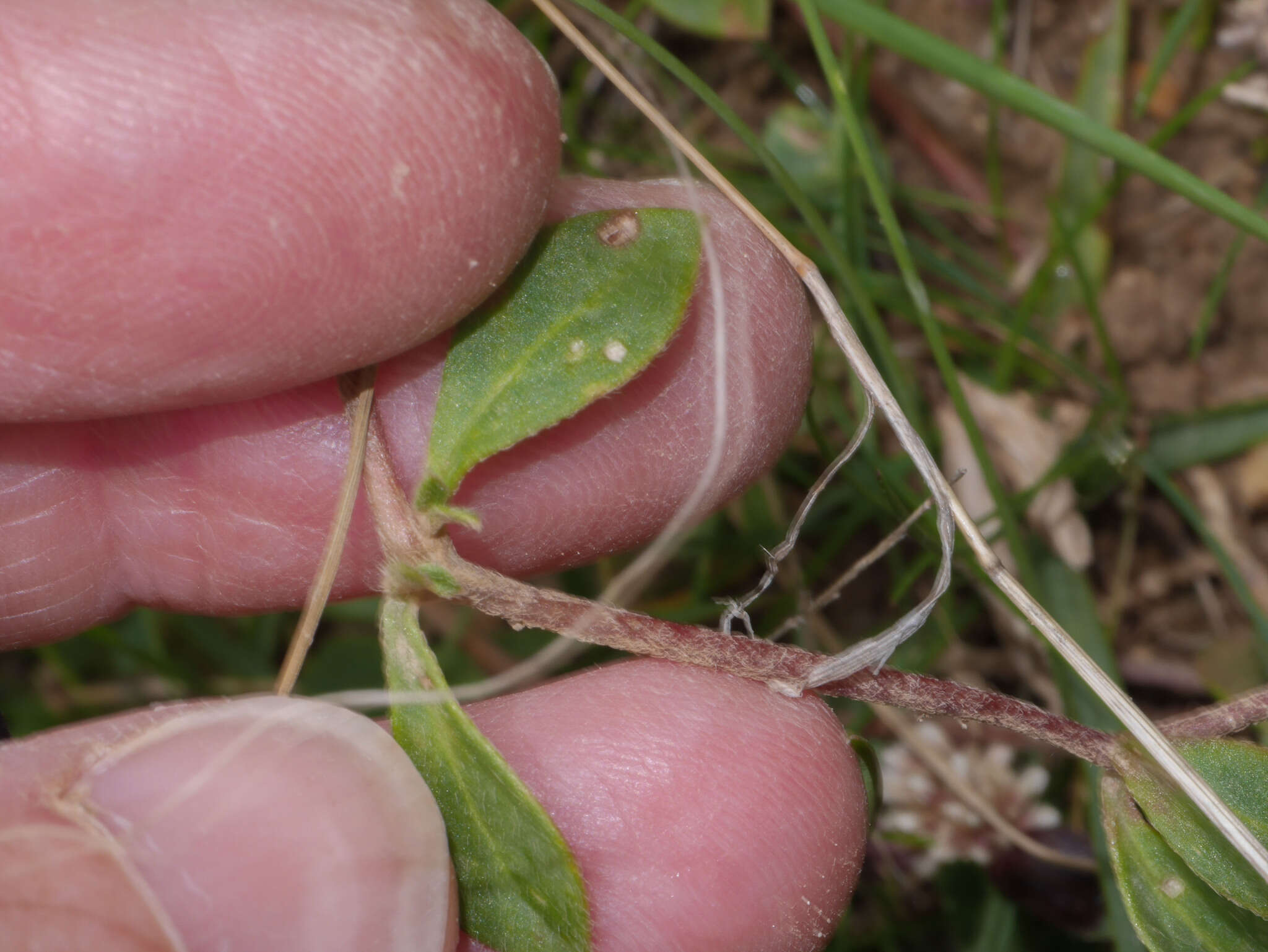 Image of Alternanthera macbridei Standl.