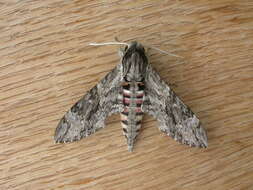 Image of convolvulus hawk moth