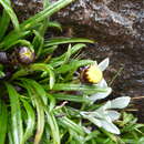 Image of Senecio bolivarianus Cuatrec.