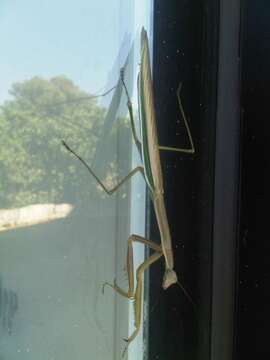 Image of Purple-winged mantis