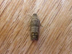 Image of codling moth