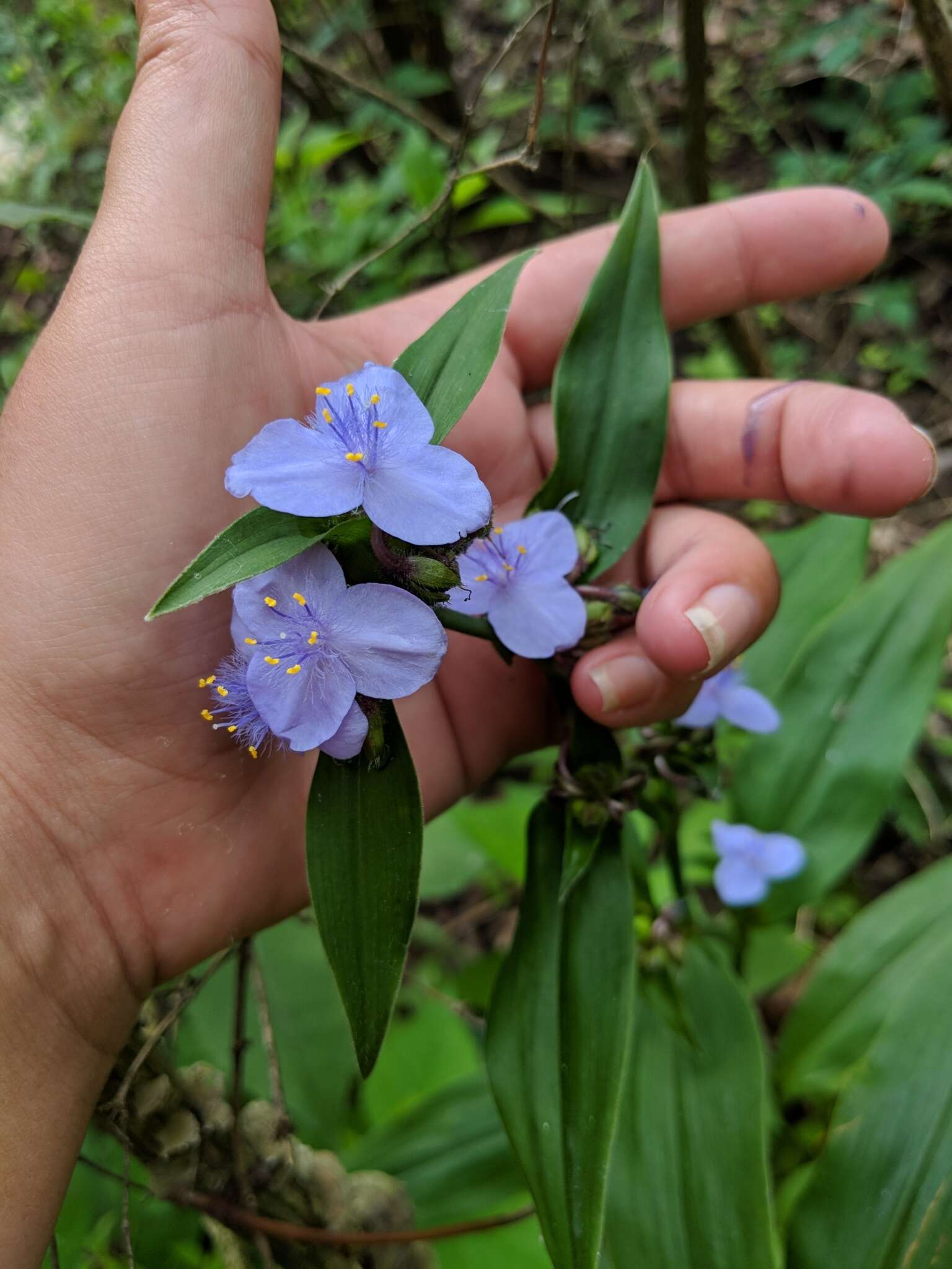 Image of zigzag spiderwort