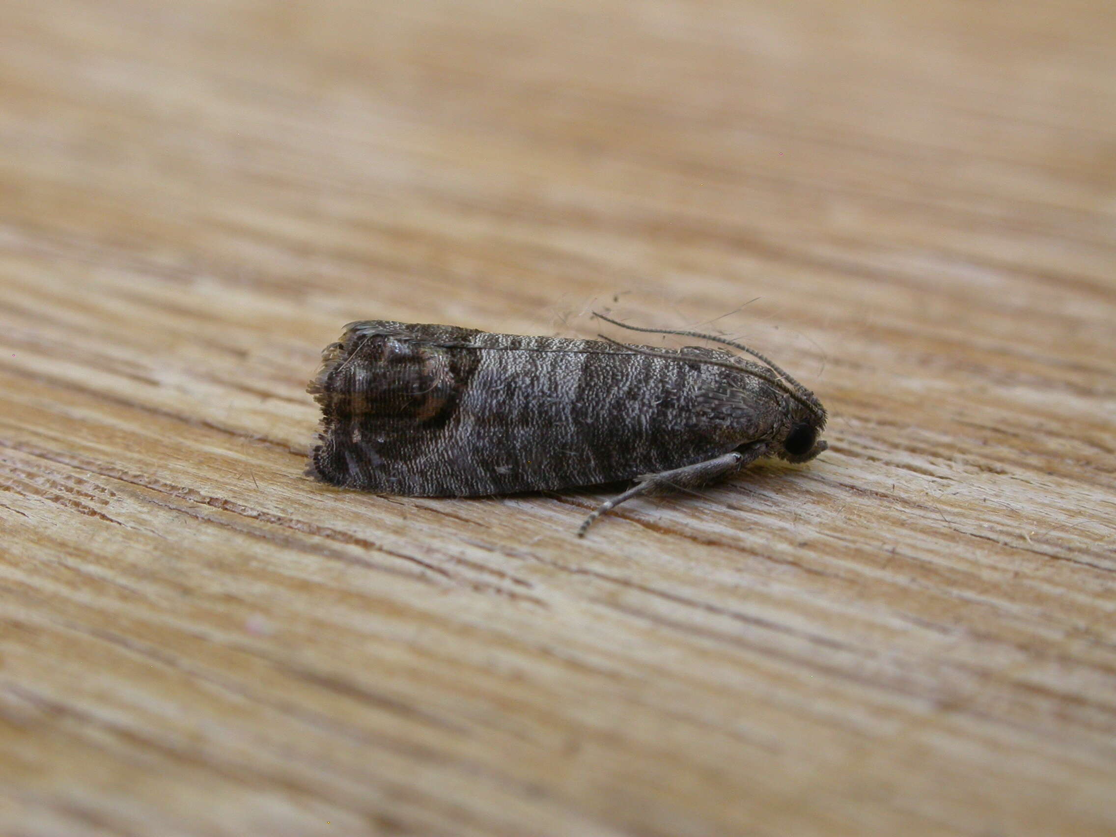 Image of codling moth