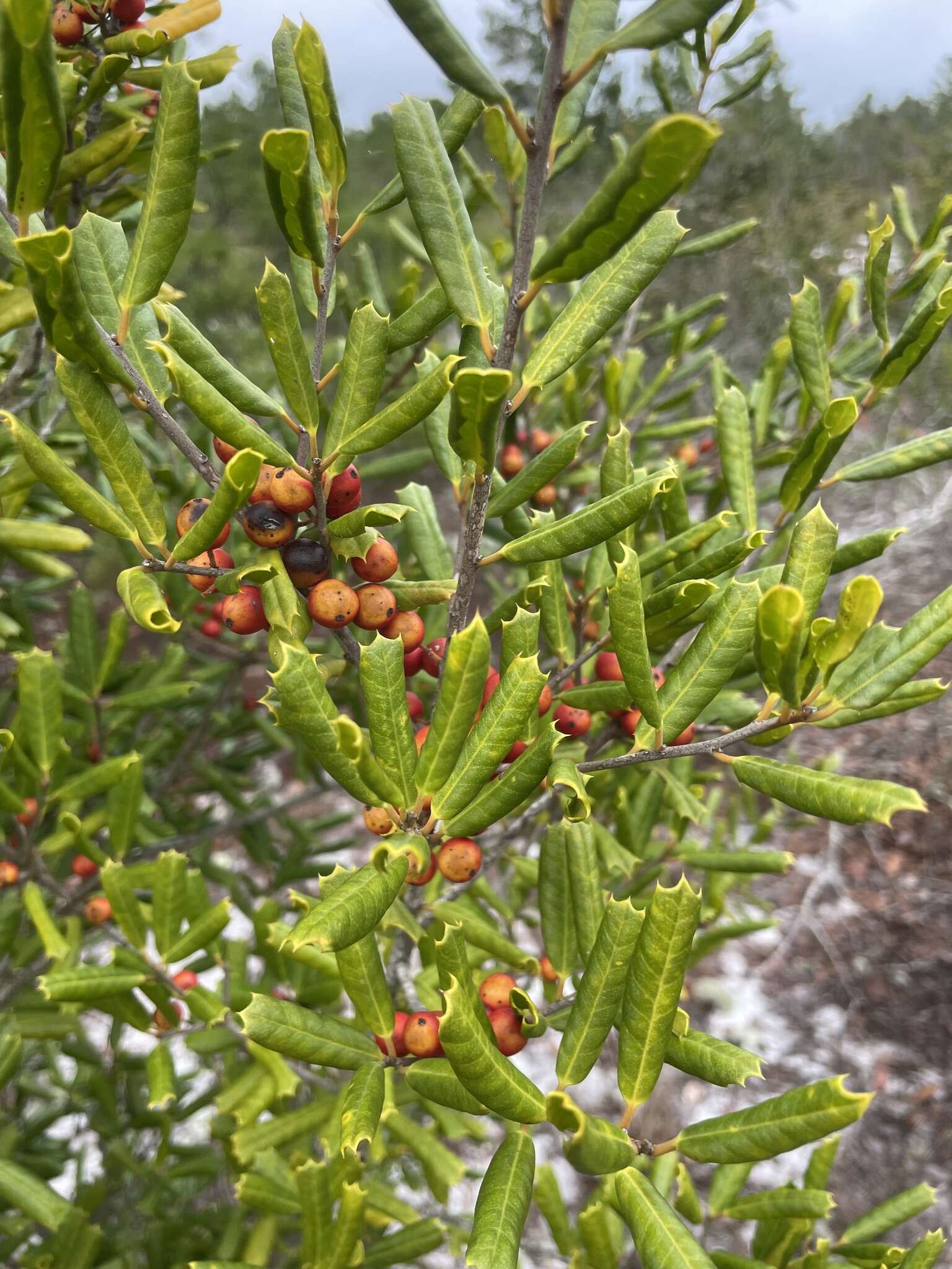 Imagem de Ilex opaca var. arenicola (Ashe) Ashe