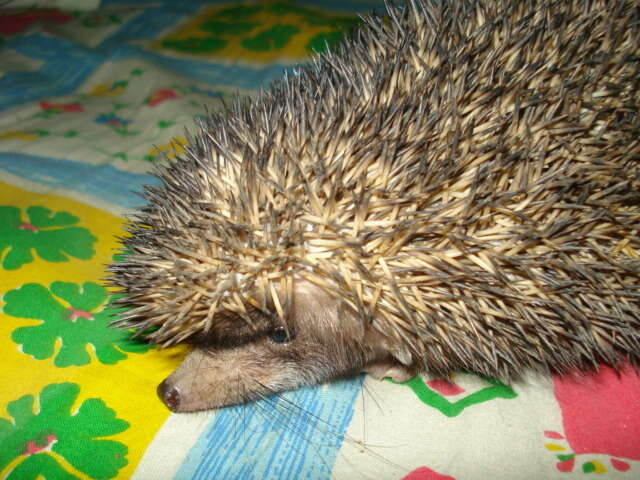 Image of Indian Hedgehog