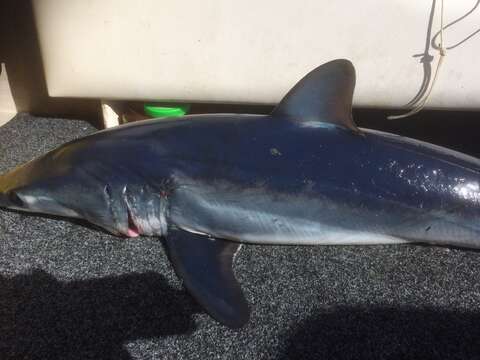 Image of mackerel sharks