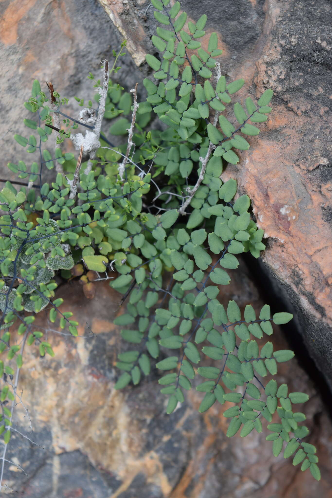 Imagem de Argyrochosma formosa (Liebm.) Windham