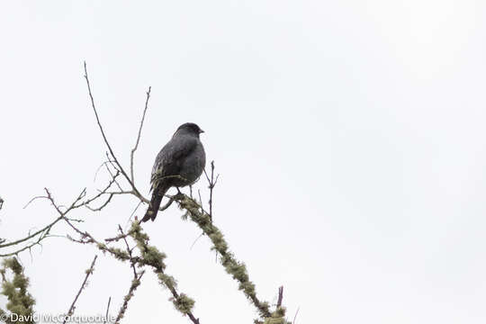 Image of Crested Cotingas