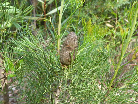 Image of Petrophile pulchella (Schrader & Wendl.) R. Br.