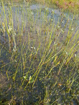 Sivun Schoenoplectus subterminalis (Torr.) Soják kuva