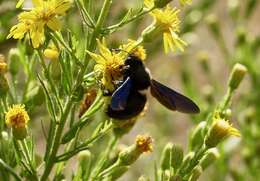 Imagem de Xylocopa violacea (Linnaeus 1758)