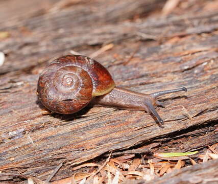 صورة Austrorhytida glaciamans (Iredale 1938)