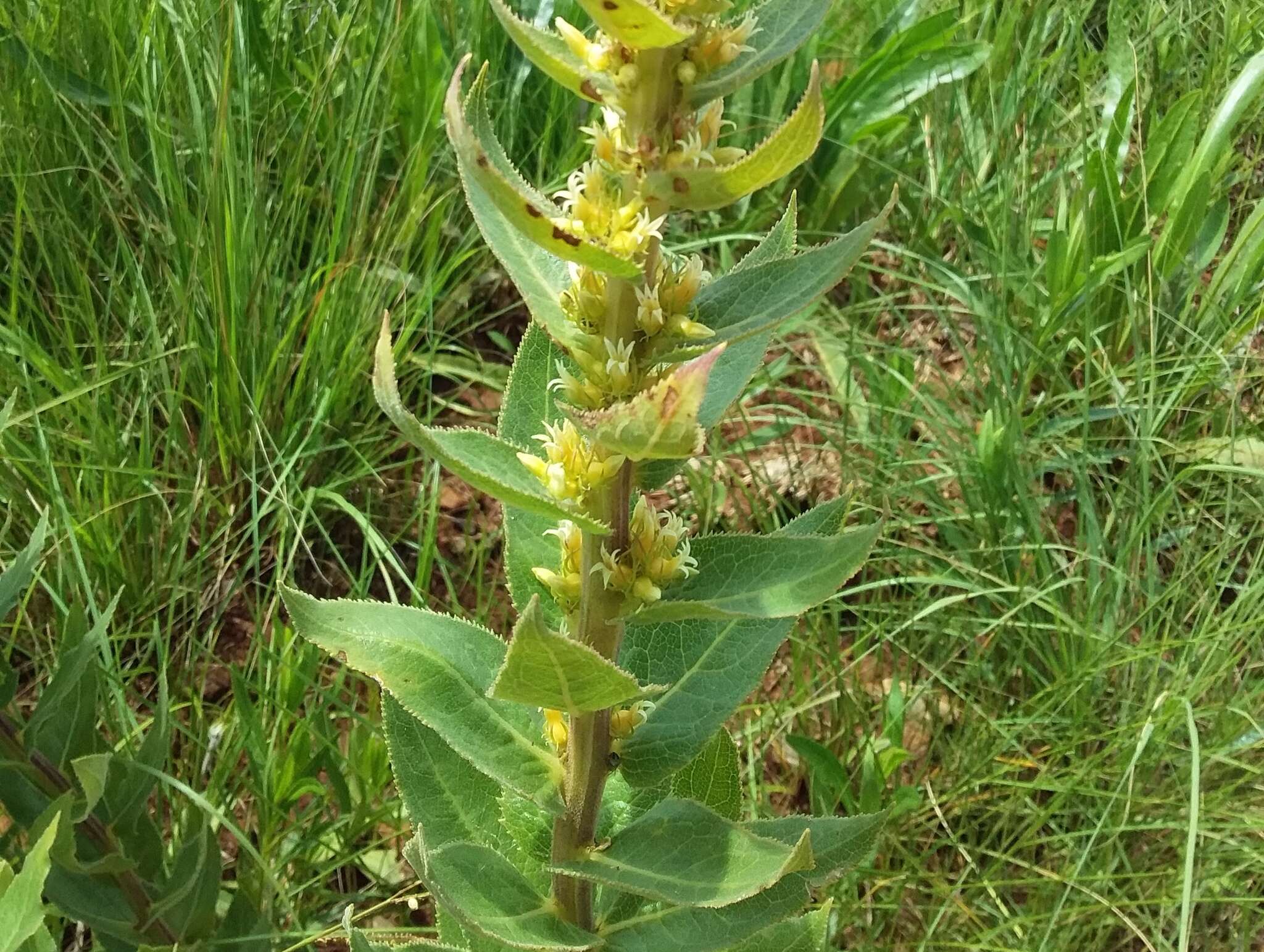 Image of Cyphia elata Harv.