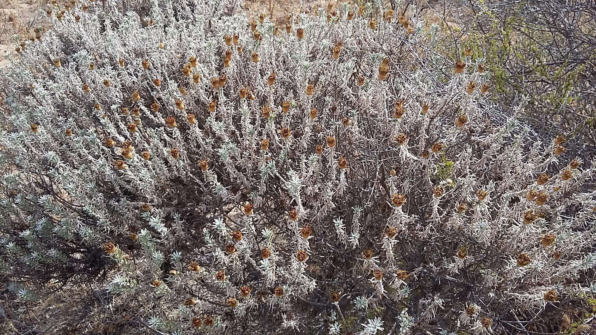 Oedera fruticosa (L.) N. G. Bergh的圖片