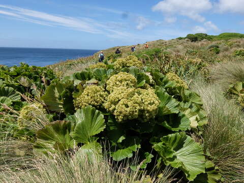 Image of Azorella polaris (Hombr.) G. M. Plunkett & A. N. Nicolas